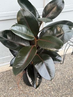 Rubber ficus