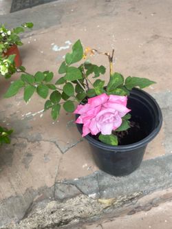 Purple Rose Plant