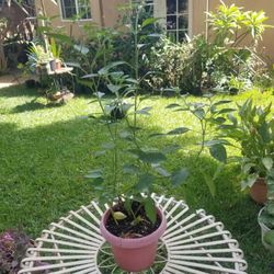 Potted Chili Plant