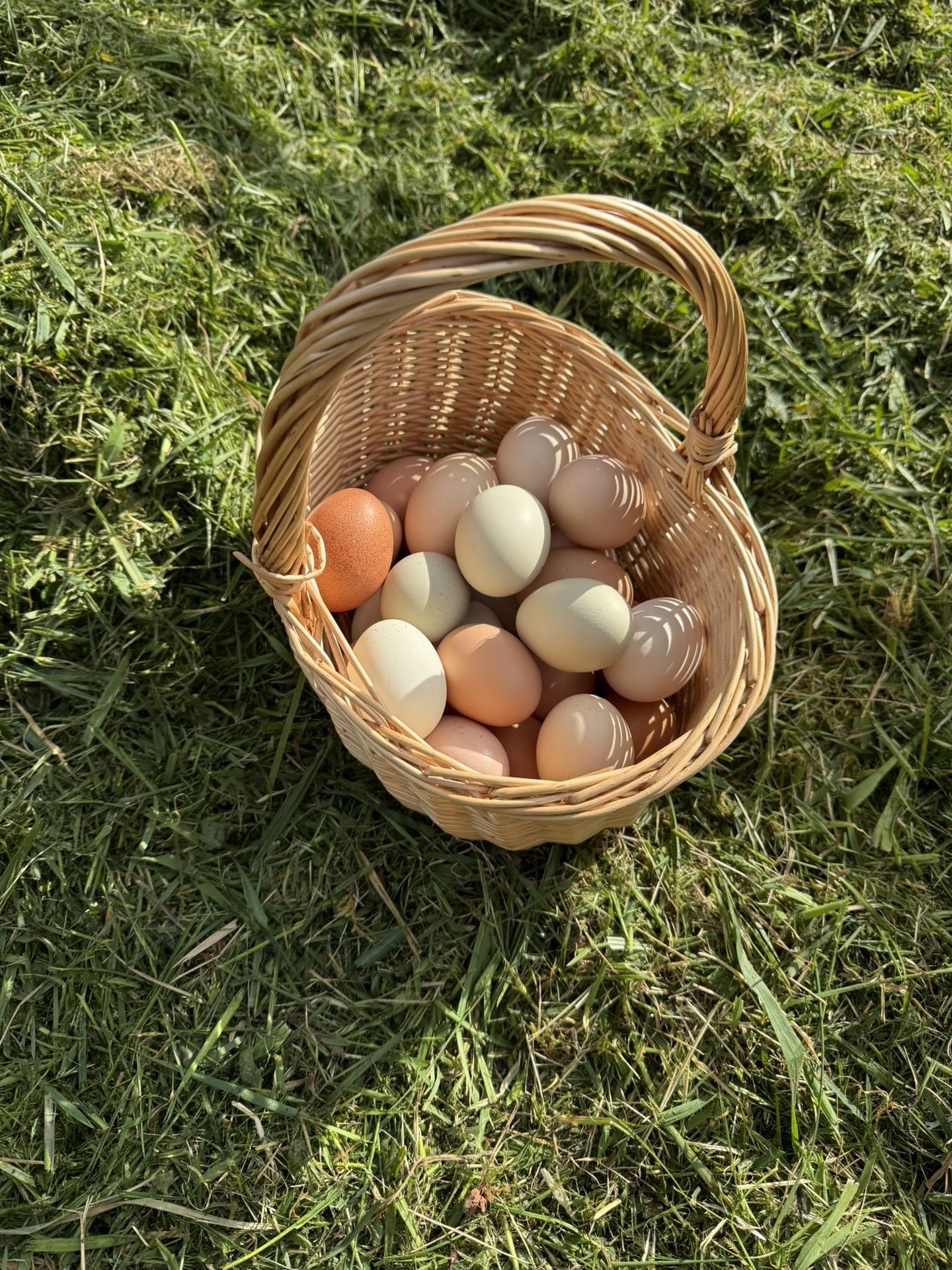 Farm Eggs