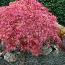 ‘Hana Matoi’ Variegated Weeping Lace leaf Japanese Maple Trees —