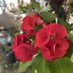 3 Coronas de Cristo rojas grandes 50 cada una