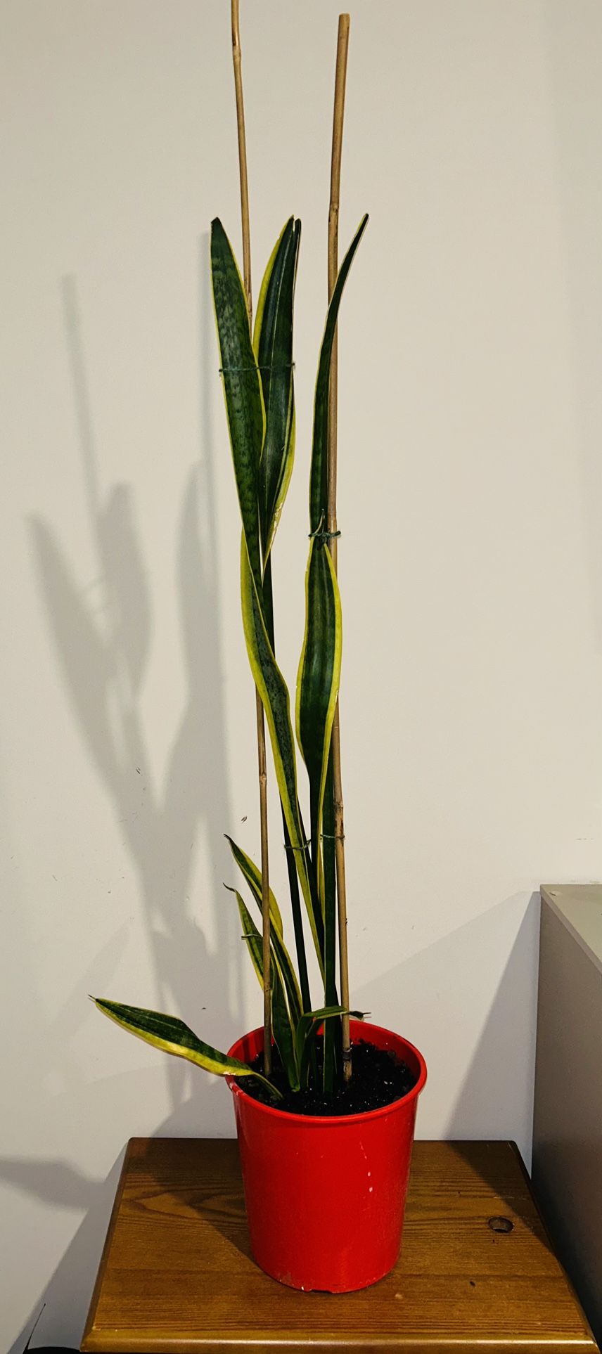 Sansevieria (Snake Plant)