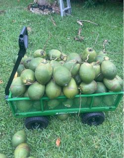 Coconuts