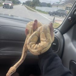 4 Foot Banana 