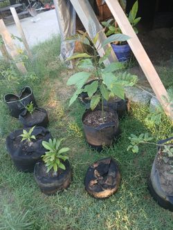 Plantas de tres anos