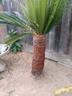 Sago Palms, Male And Female, Some Up To 6ft 