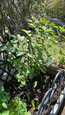 Basil