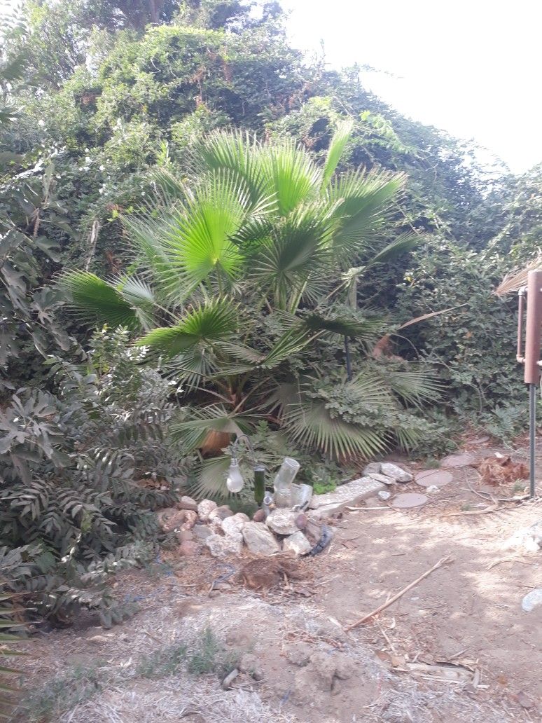 7 Spanish Palm Trees 9ft -15 Ft Tall Plus 40 Seedlings 