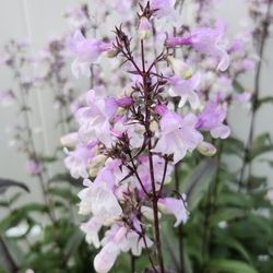 Penstemon - Perrenial Plant - Woodstock