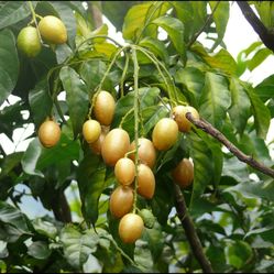 Healthy Wampee Fruit Tree Plant 