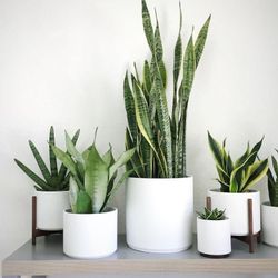 Air Purifying Snake Plant Beautify And Purify Your Space!