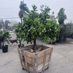 Bears Lime , Oranges Washington Navel 