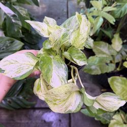 Manjula Pothos In 4” Pot