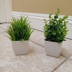 Plant Decorations 