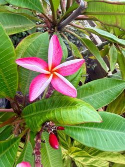 Plumeria