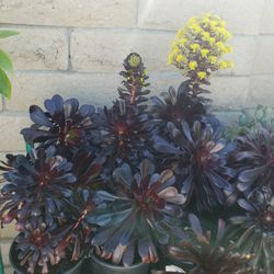 Black Succulents 
