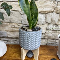 Young Snake House Plant In Ceramic Pot 5.5".Well Established .