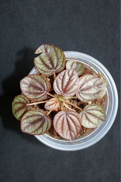 Peperomia ‘Bandito’