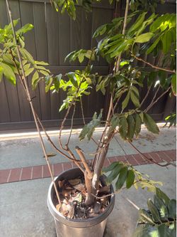 Longan Tree