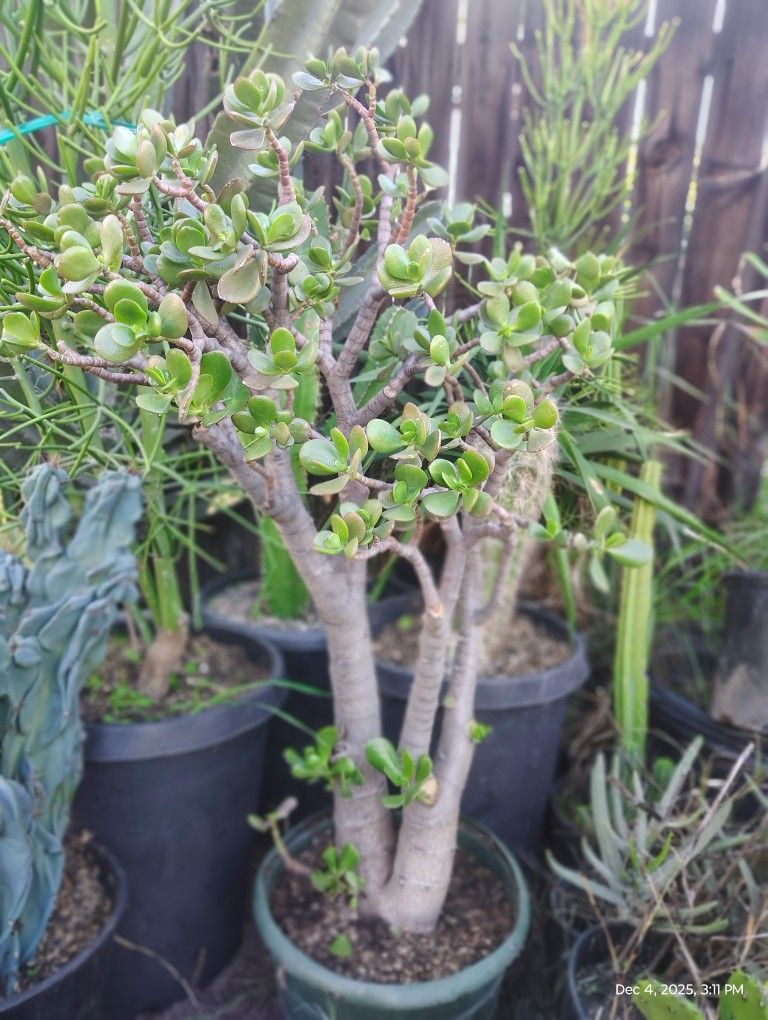 Jade Plant Succulent Plant