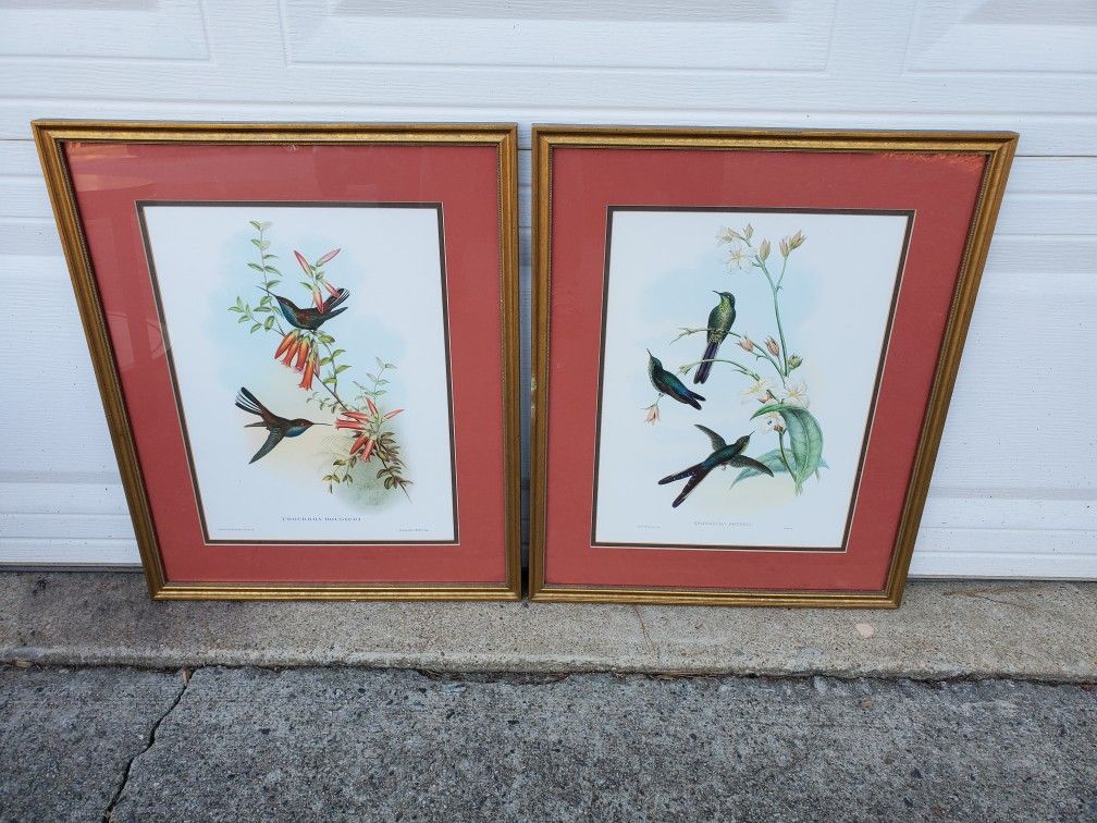 Two Framed Hummingbirds Prints