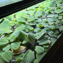 Dwarf Water Lettuce