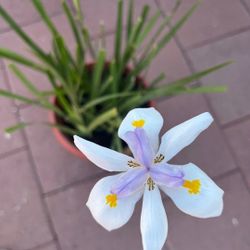 Amazingly Beautiful Iris Proantha Plant Flower Succulent In Pot Home Lawn Garden Patio Yard 