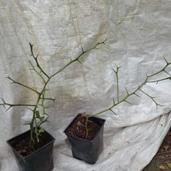Hardy Orange Tree Plant (pls Read Description Below)