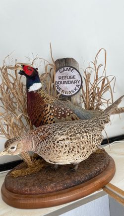 Pheasant pair taxidermy