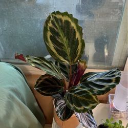 Plant