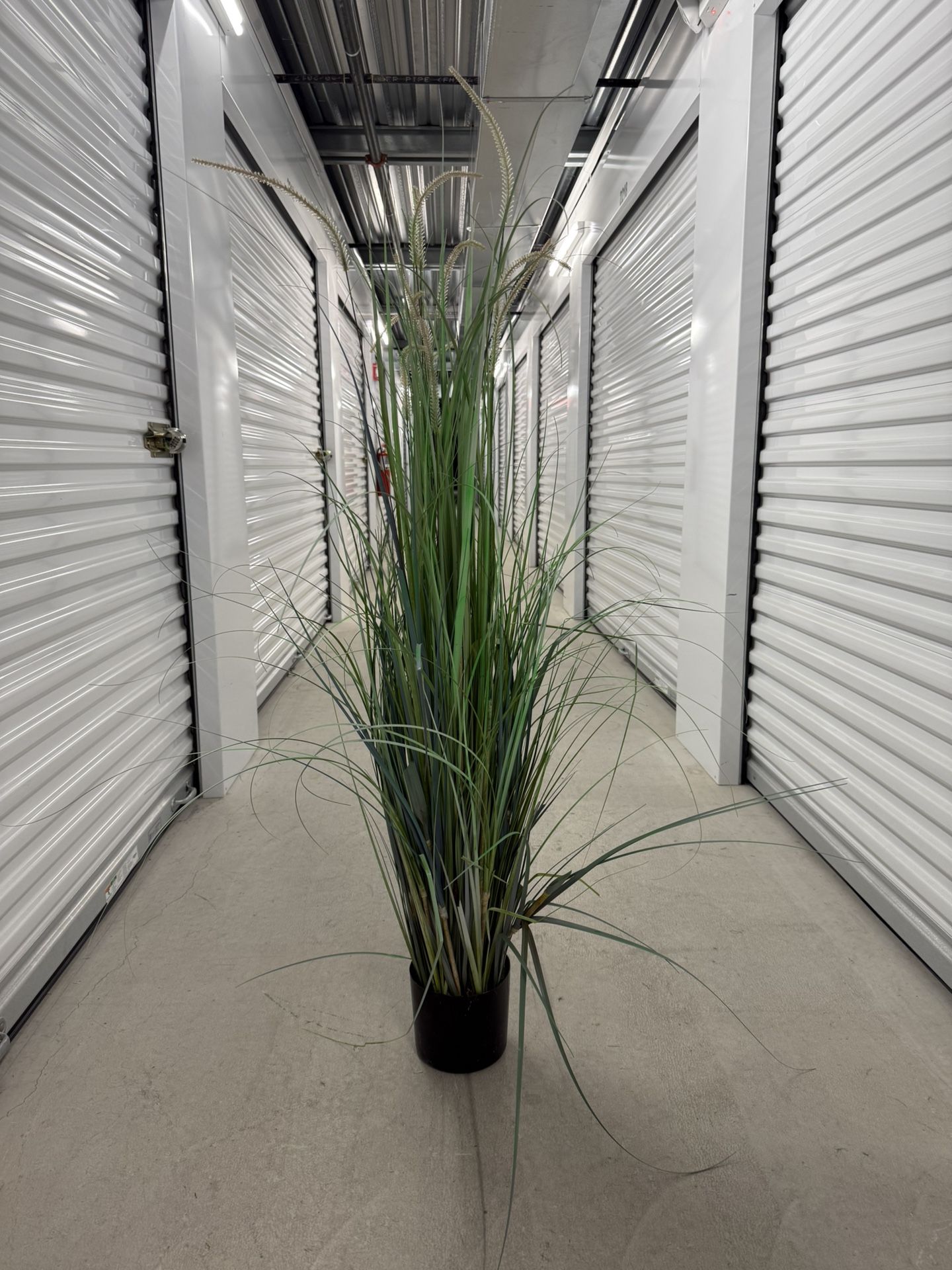 Artificial Dogtail/Oniongrass Plant (4 Ft 9 Tall)