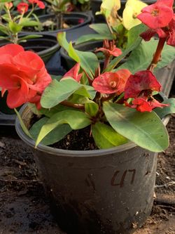  Crown of Thorns Queen Millionaire Euphorbia Milii Hybrid