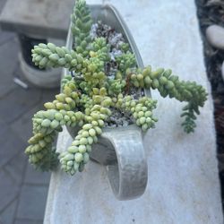 Succulent 12