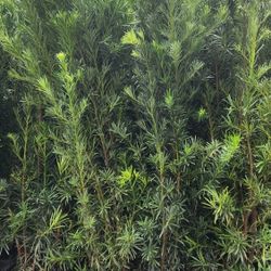 Podocarpus Plants For Inmediate Privacy!!! Fertilized!!! About  7 Feet Tall!!! Excellent Price 