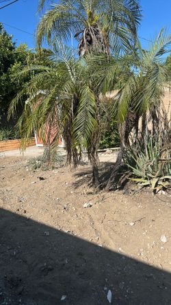 Palm Tree and Alo Vera