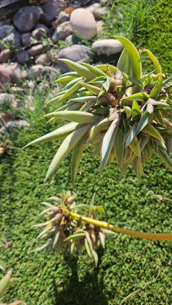 Free - Agave Desmettiana Variegata Bulbils
