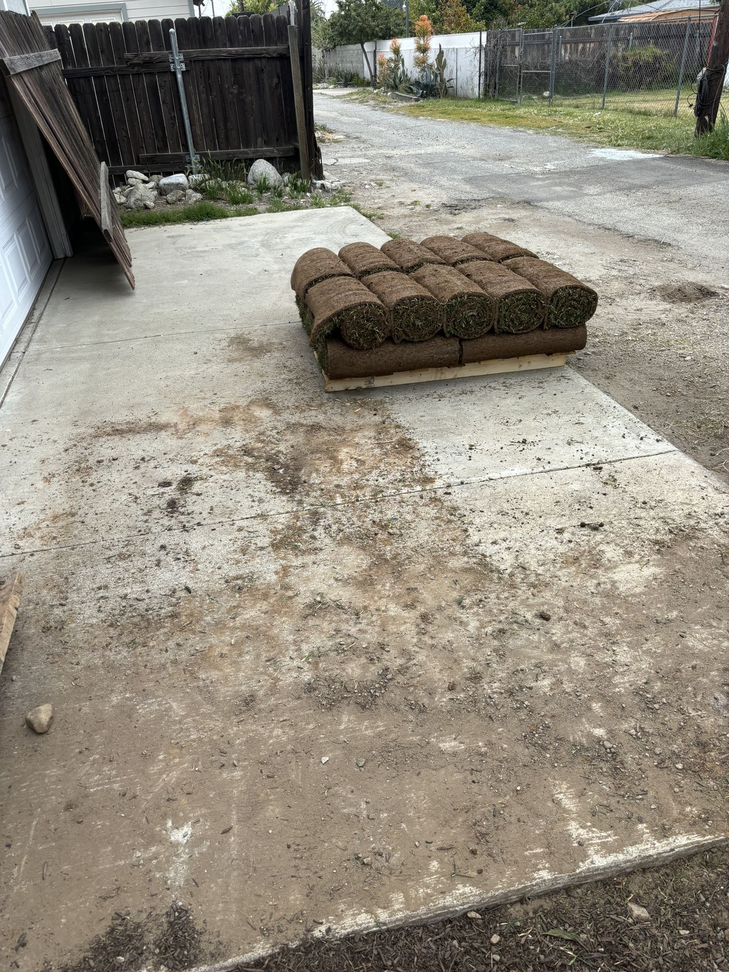Sod Fescue