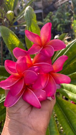 Plumeria plant 5 f