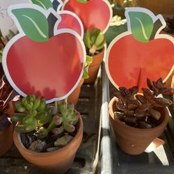 Teacher Appreciation Plants Succulent Gifts