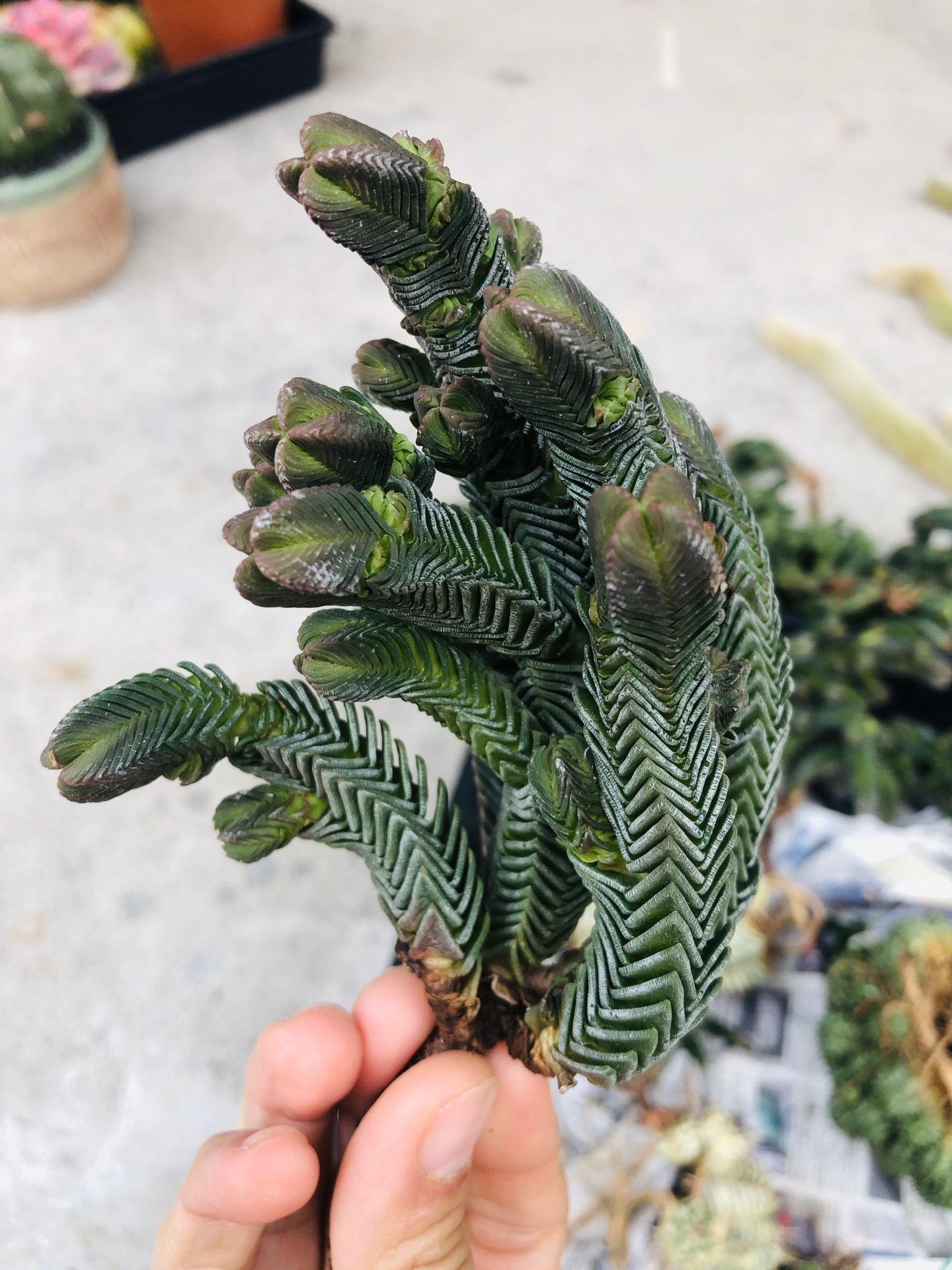 Big cluster Crassula Quadrangula