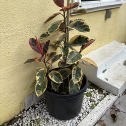 Ficus Elástica Rubber Tree Plant 