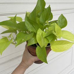Beautiful Neon Pothos Plant 6’pot