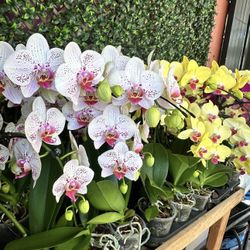 Orchids Shop Tiệm Hoa Lan Trendy (VARYING IN DIFFERENT PRICES!)