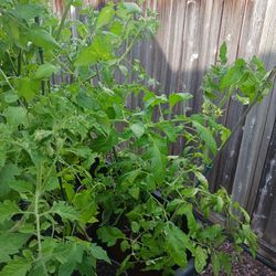 Mature Tomato Plants