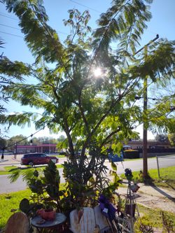 Oklahoma willow trees