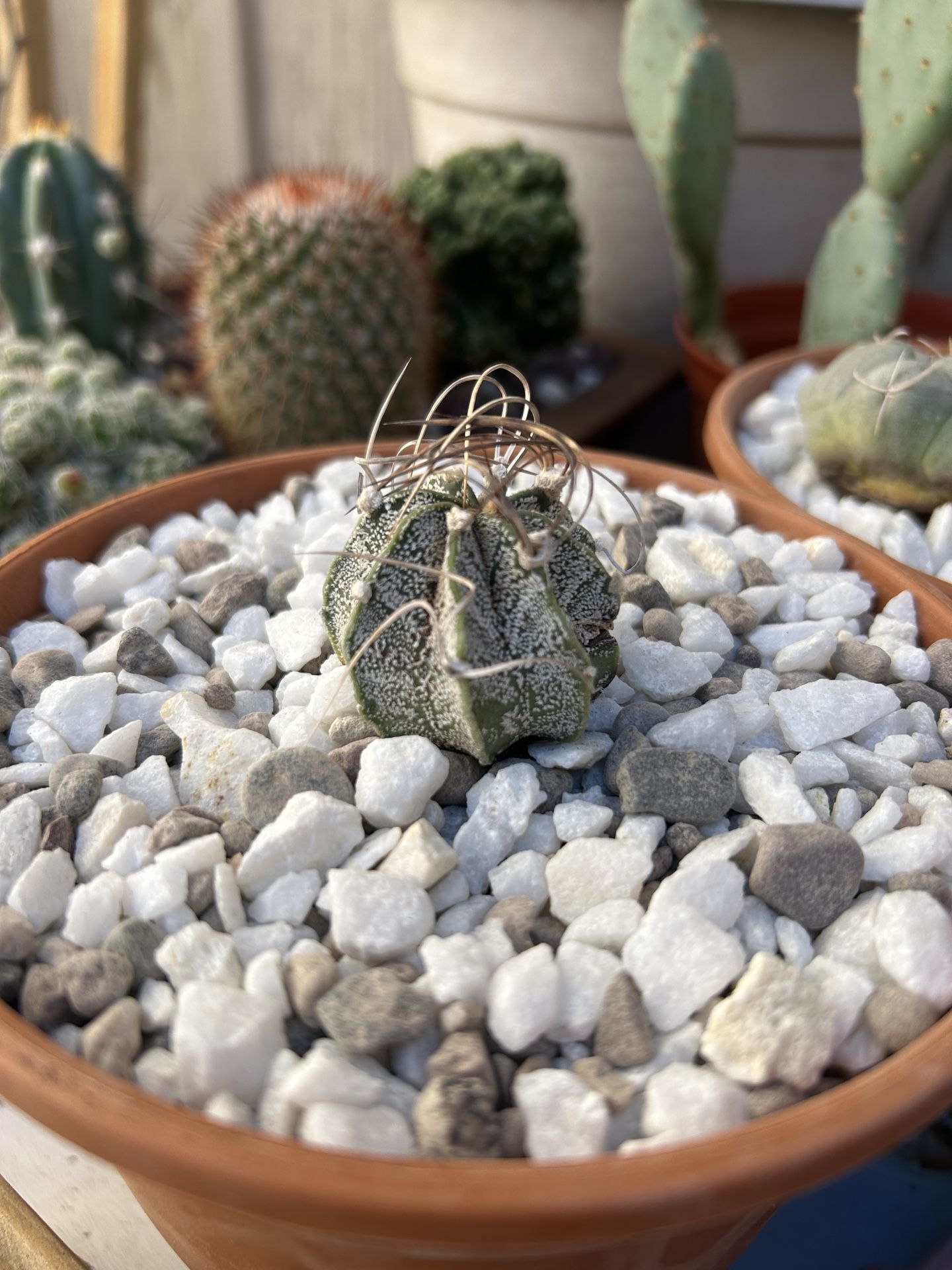 Astrophytum capricorne