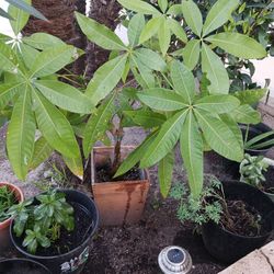 Planta Nombrada  Del Dinero 