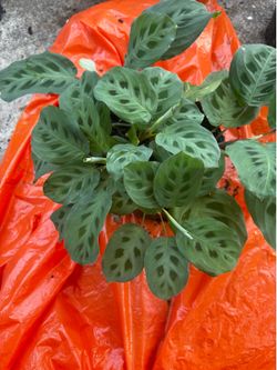 Planta de mazeta