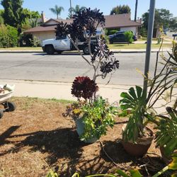 Black Rose Plant Other Includec